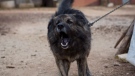 Dog Medo barks in a backyard in Peroj, Croatia, Monday, Feb. 9, 2015. A fed up neighbor from a northern Croatian Adriatic village has won a temporary court order that says Medo must stop barking at night. If not, owner Anton Simunovic must pay some Ä2,800 ($3,160). The 3-year-old mutt, now confined in a barn between 8 p.m. and 8 a.m. instead of being allowed to roam, is the only dog in Croatia slapped with a no-barking injunction. (AP Photo/Darko Bandic)
