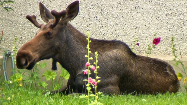 Moose in Greenview
