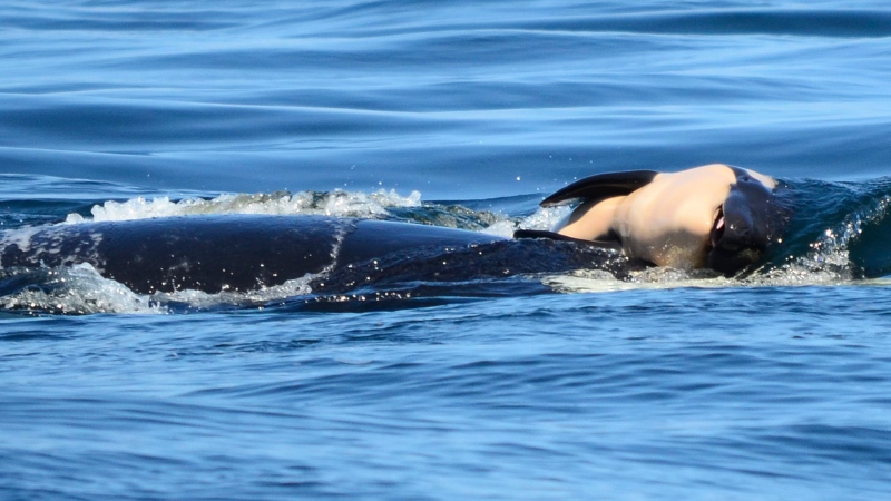 In this photo taken Tuesday, July 24, 2018, provided by the Center for Whale Research, a baby orca whale is being pushed by her mother after being born off the Canada coast near Victoria, British Columbia. (Michael Weiss/Center for Whale Research via AP)