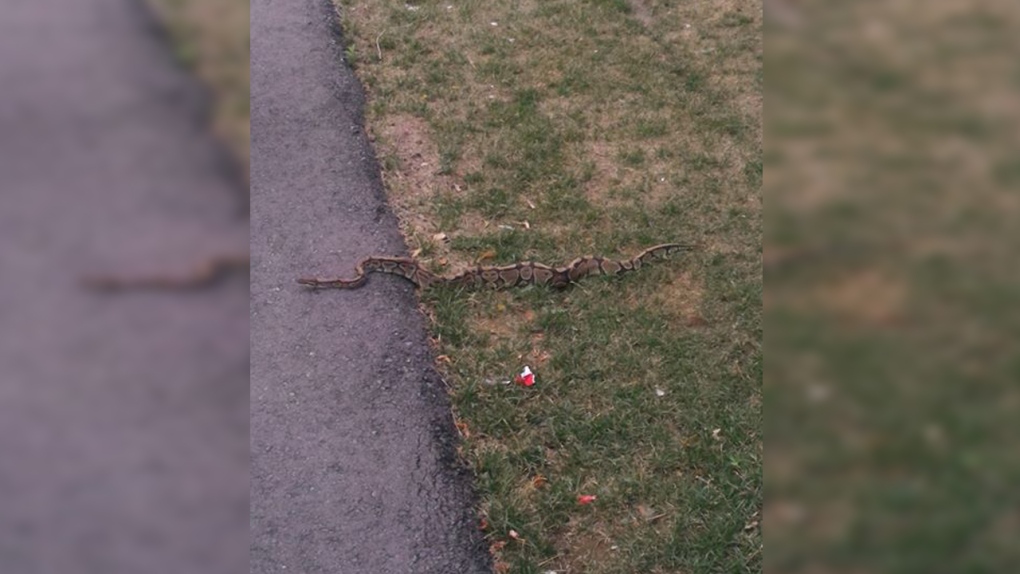 Large snake found on path