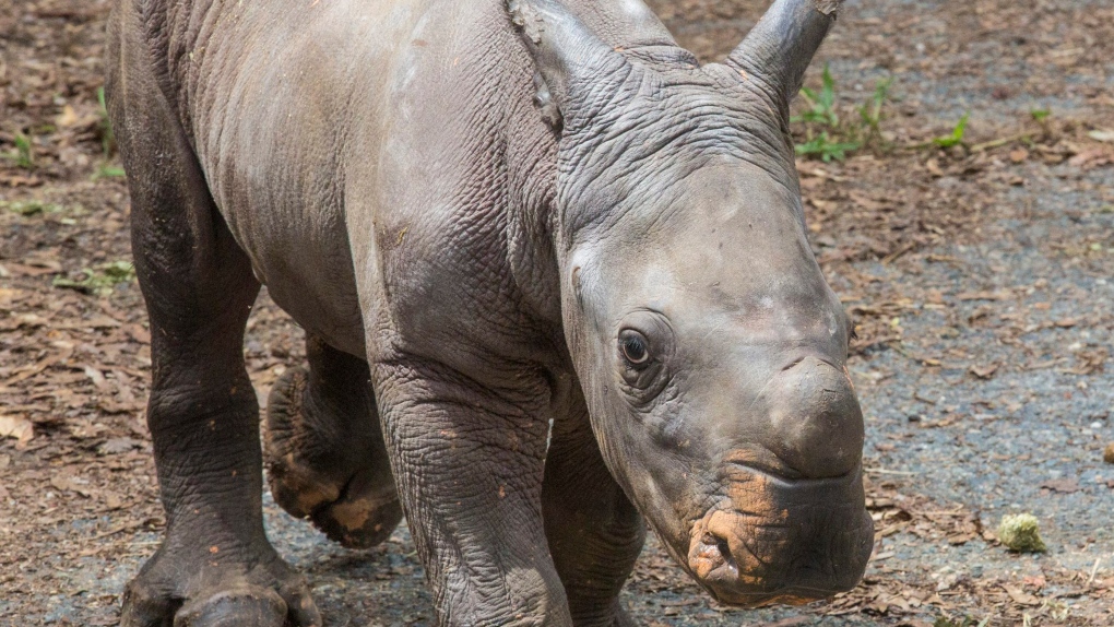 Baby rhino named