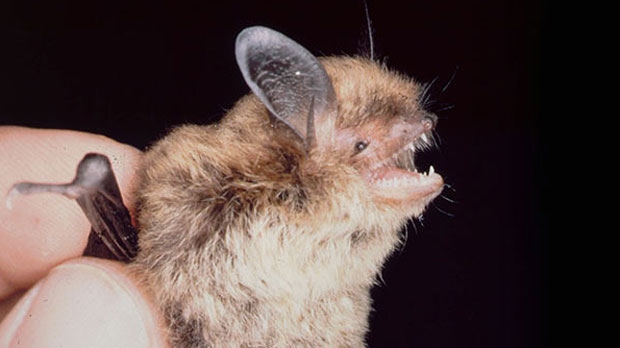 northern myotis bat
