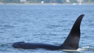 An orca spotted in Comox has drawn huge crowds to the harbour to catch a glimpse. But the Department of Fisheries and Oceans is warning those on the water to keep a safe distance. (Source: DFO, Twitter)