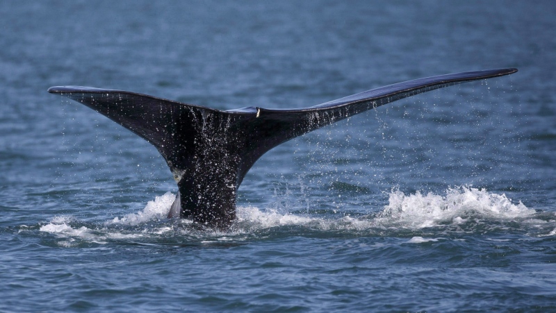 A North Atlantic right whale appears at the surface of Cape Cod bay off the coast of Plymouth, Mass., on March 28, 2018. (Michael Dwyer / THE ASSOCIATED PRESS)