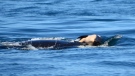 J35 is seen propping up her dead calf in this image from July 2018. 