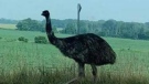 Emu on the loose in Middlesex County. (K9 Ground Search - Facebook)