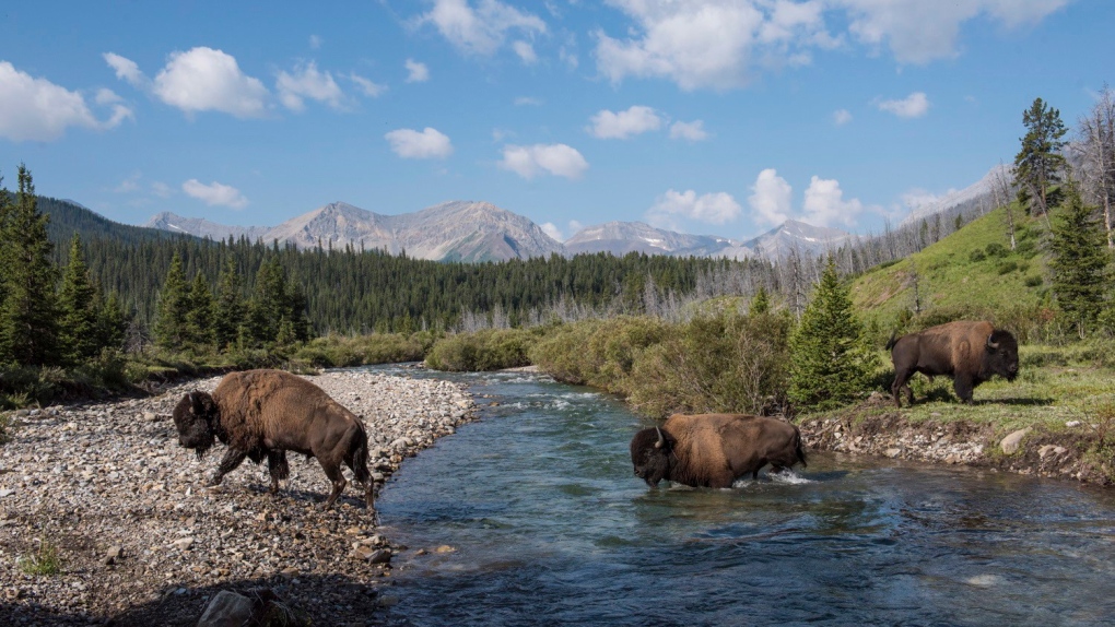 Wild plains bison
