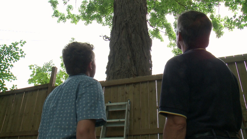 Richard Deadman and his son look at maple tree