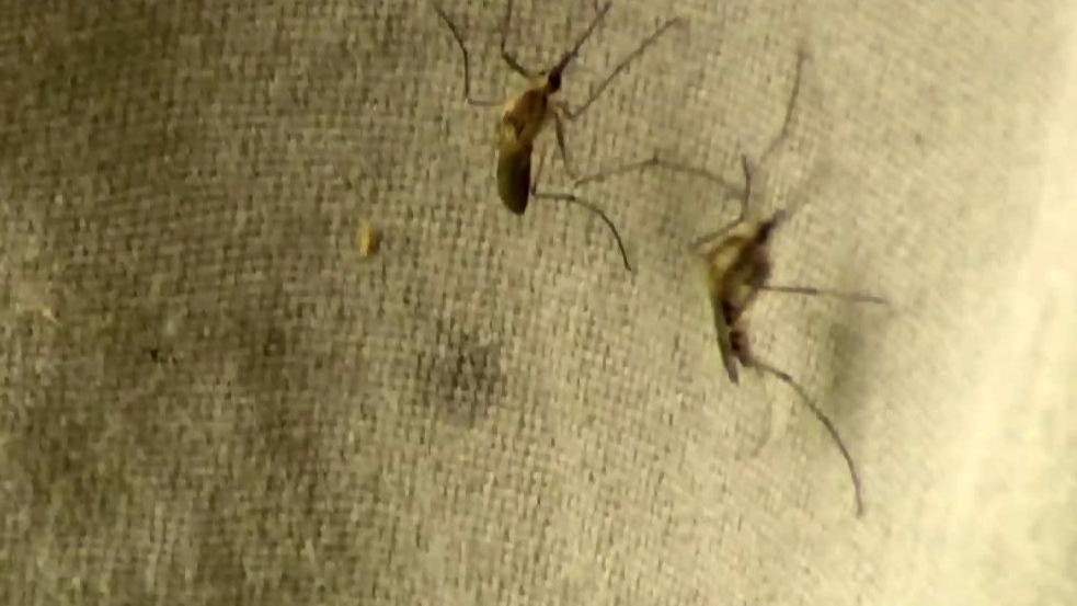 Manitoba child recovering from West Nile