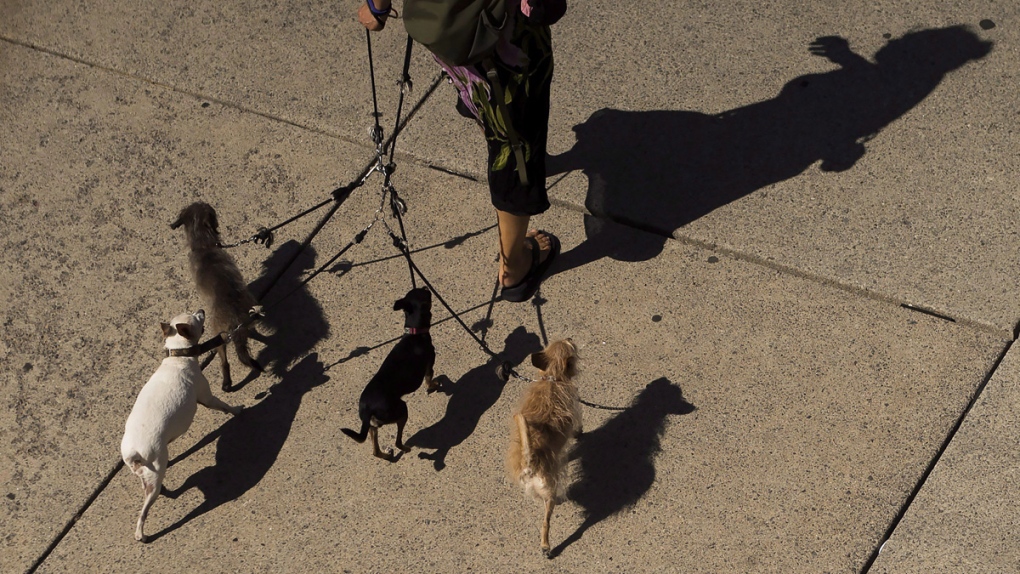 A woman walks a pack of dogs 