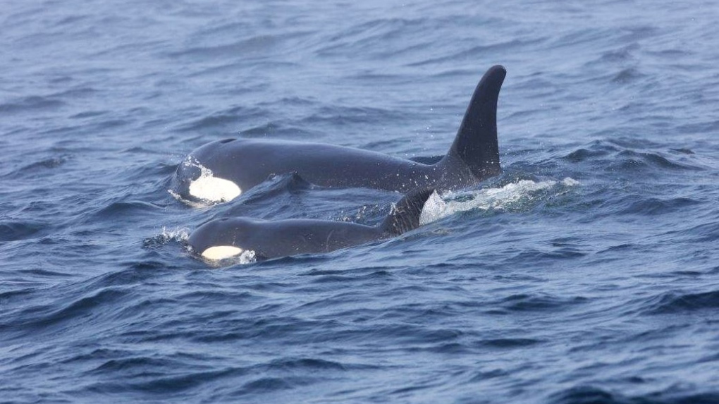 noaa orca j50 port renfrew
