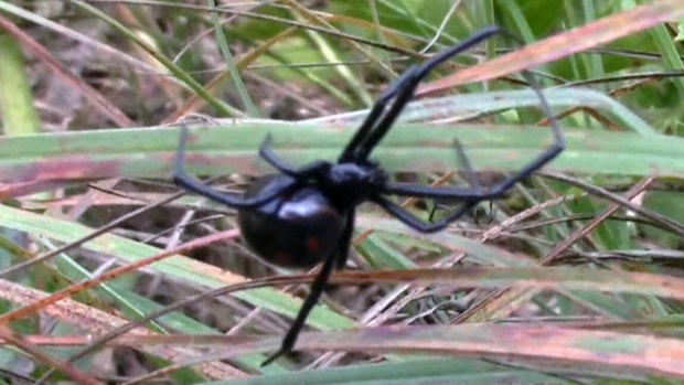 Northern Black Widow Spider Now In Quebec Ctv News