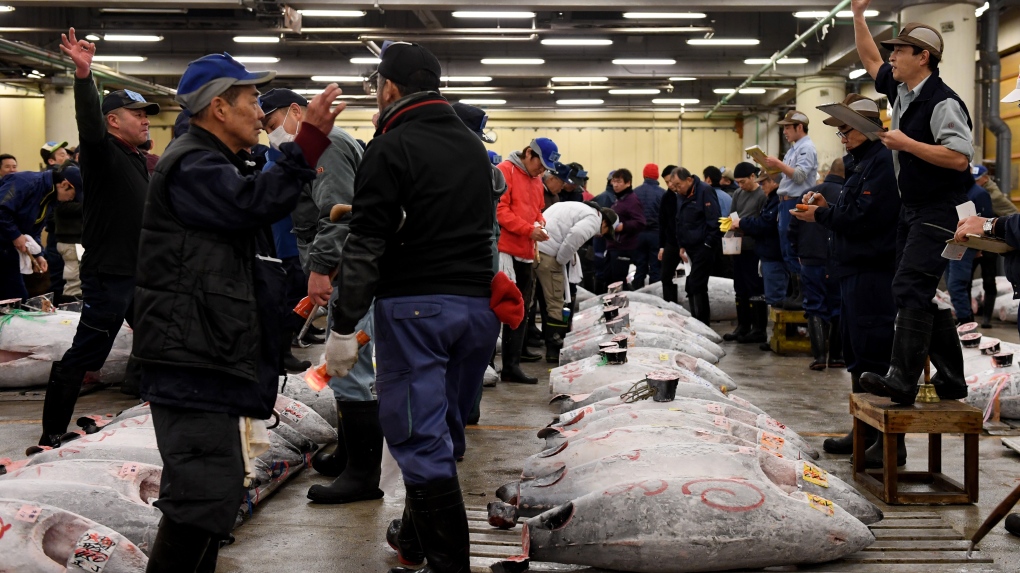 Frozen tuna being auctioned