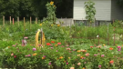 Residents tend to this community garden at Morningside Retirement Community.