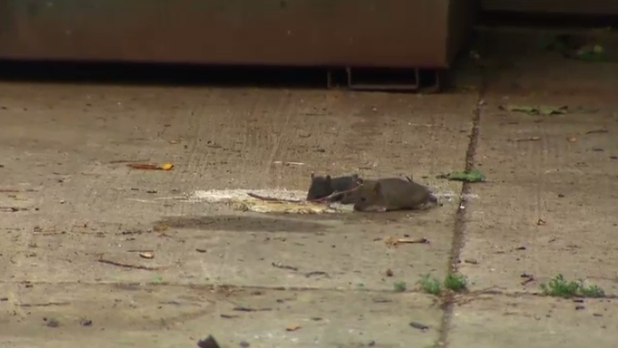 Rats eating near a dumpster