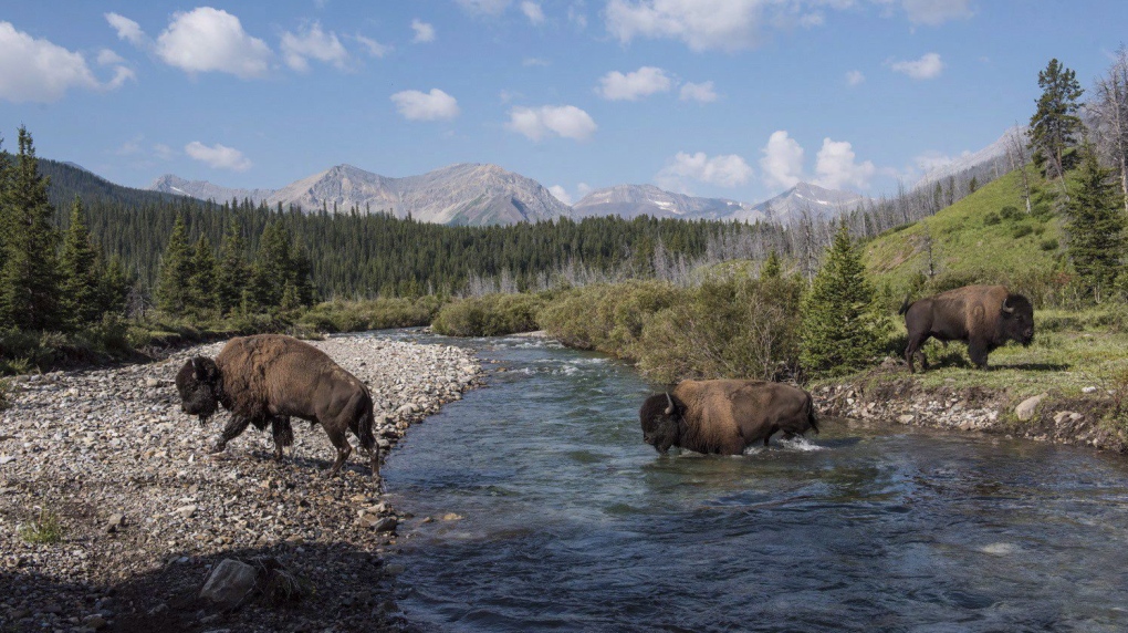 Wild plains bison 