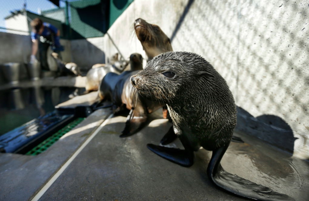 Guadalupe fur seal