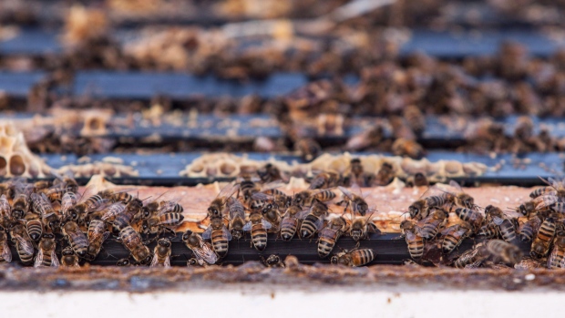 Lebah madu mengeluarkan suara peringatan yang mengerikan ketika diserang oleh lebah pembunuh penghancur sarang