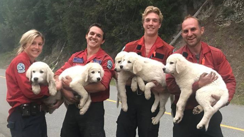 Firefighters rescue puppies