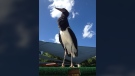 A stork named Las has escaped from the Stone Zoo in Stoneham, Mass. (Stone Zoo/Facebook) 