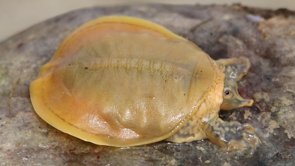 A spiny softshell turtle