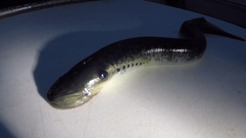 Lamprey are jawless, eel-like fish that threaten cold-water sport fish. (CTV News/Roger Klein)