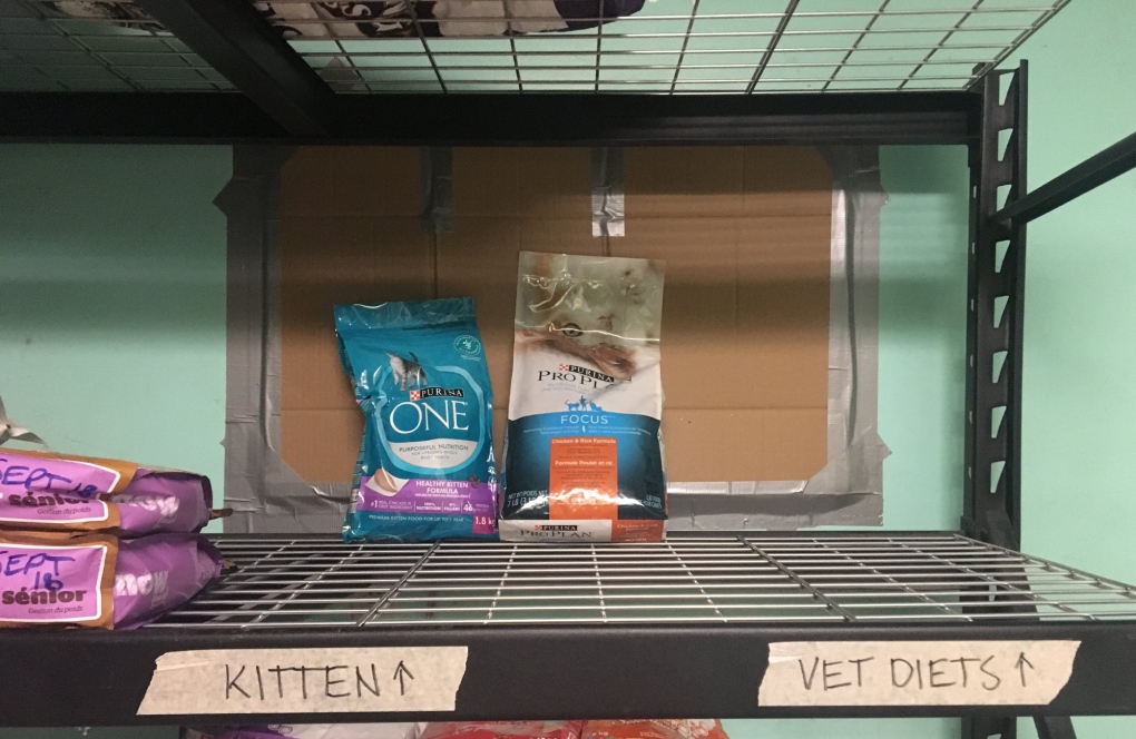 Kitten food depleted at London Humane Society