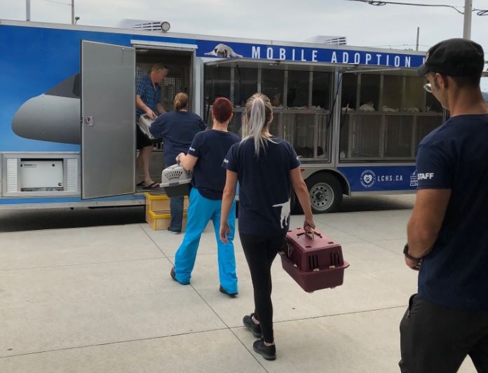 Cats are being transported from Windsor to Ottawa