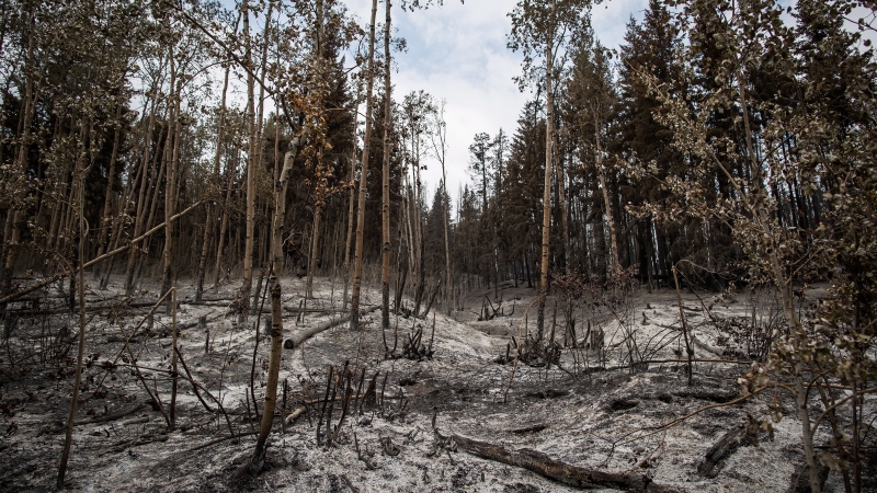 Ash covers the ground in an area burned by the Shovel Lake wildfire, near Fort Fraser, B.C., on Thursday, August 23, 2018. (Darryl Dyck/ The Canadian Press)