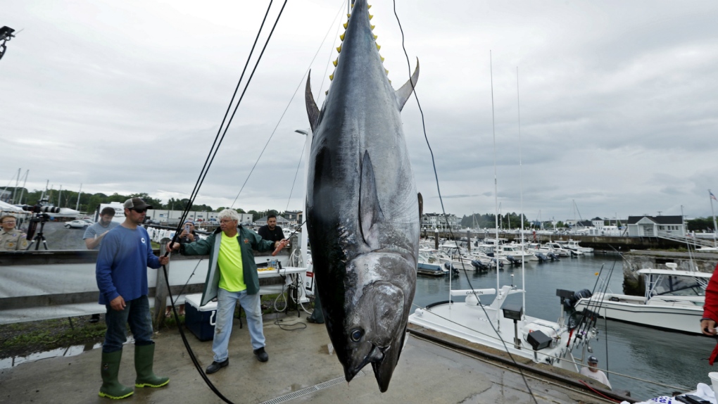 Controversial comeback for Atlantic bluefin tuna
