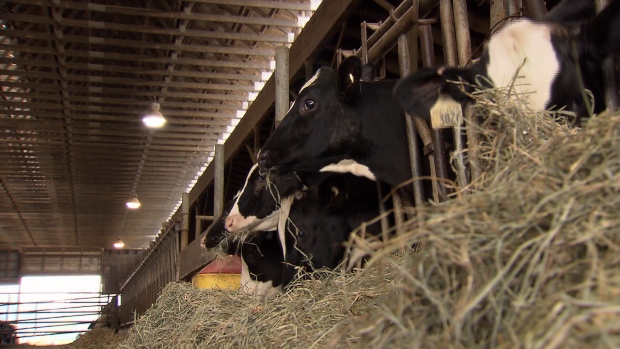Dairy farmers wary of potential trade deal