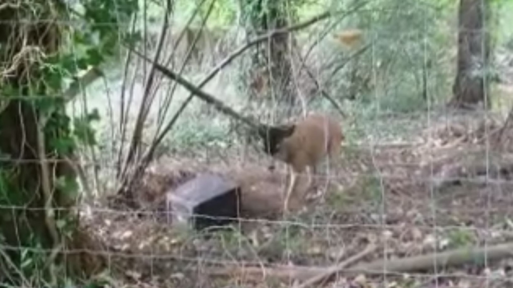 stuck deer