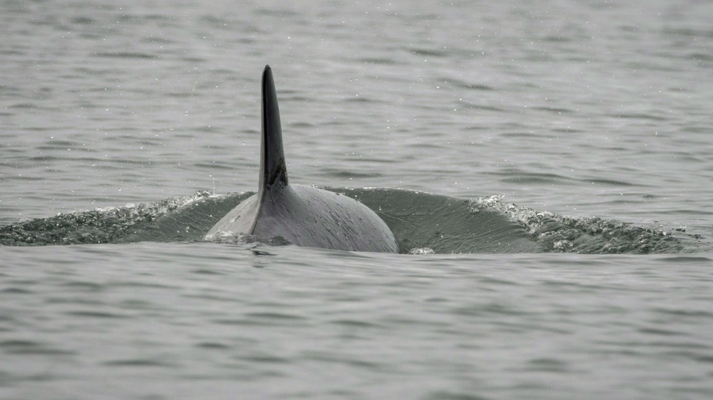 j50 orca