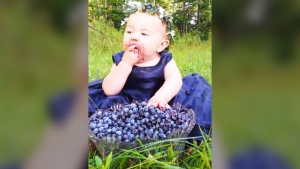 Blueberry baby' gobbling up fruit is 