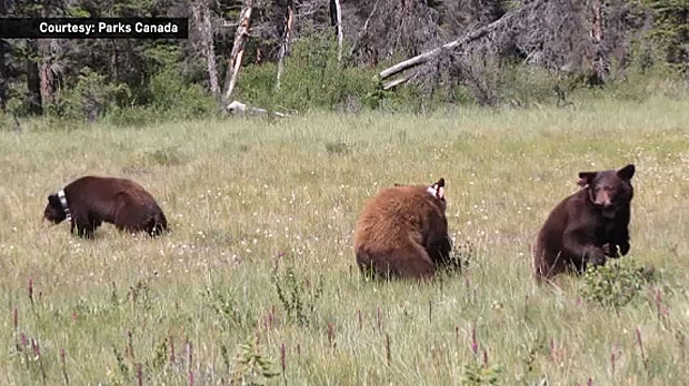 Banff bear