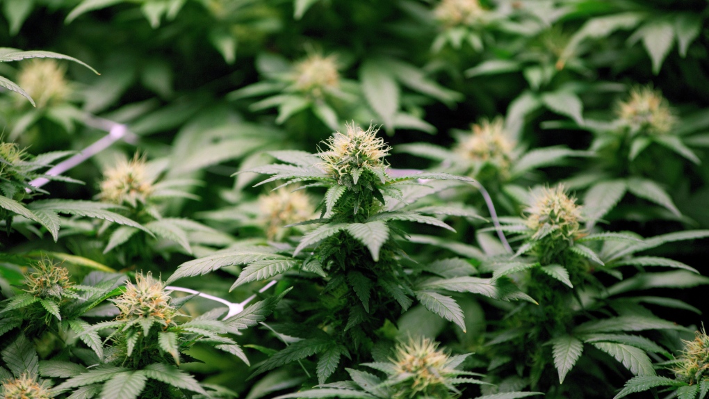 Growing flowers of cannabis