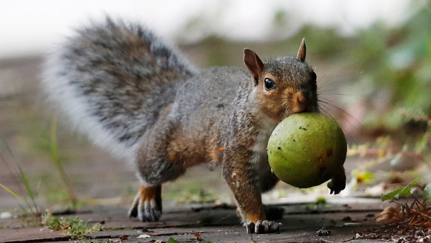 Portland Maine squirrel and walnut