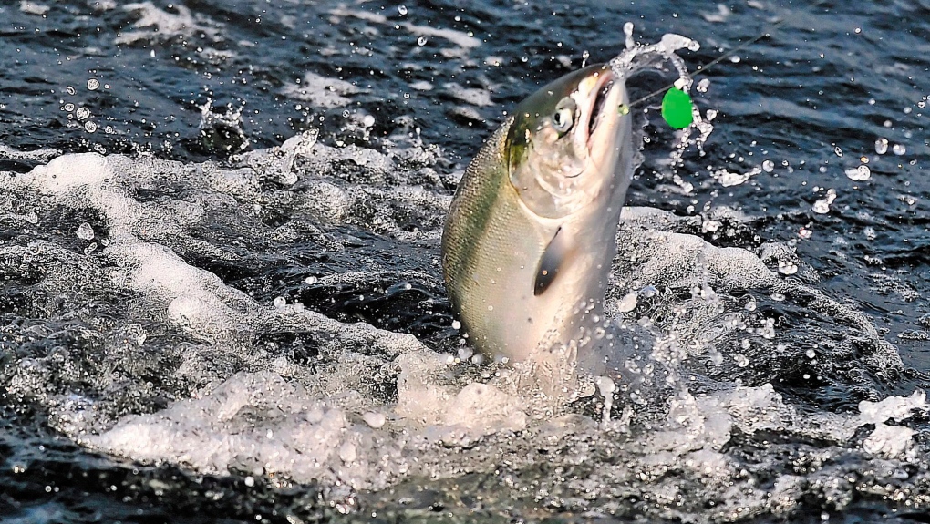 chinook salmon 