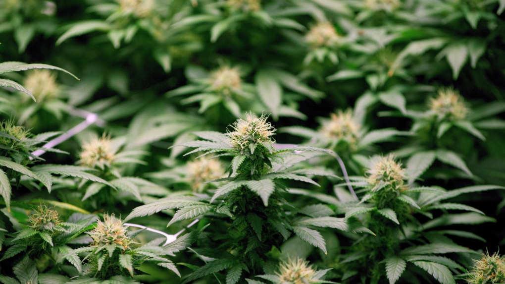 Growing flowers of cannabis