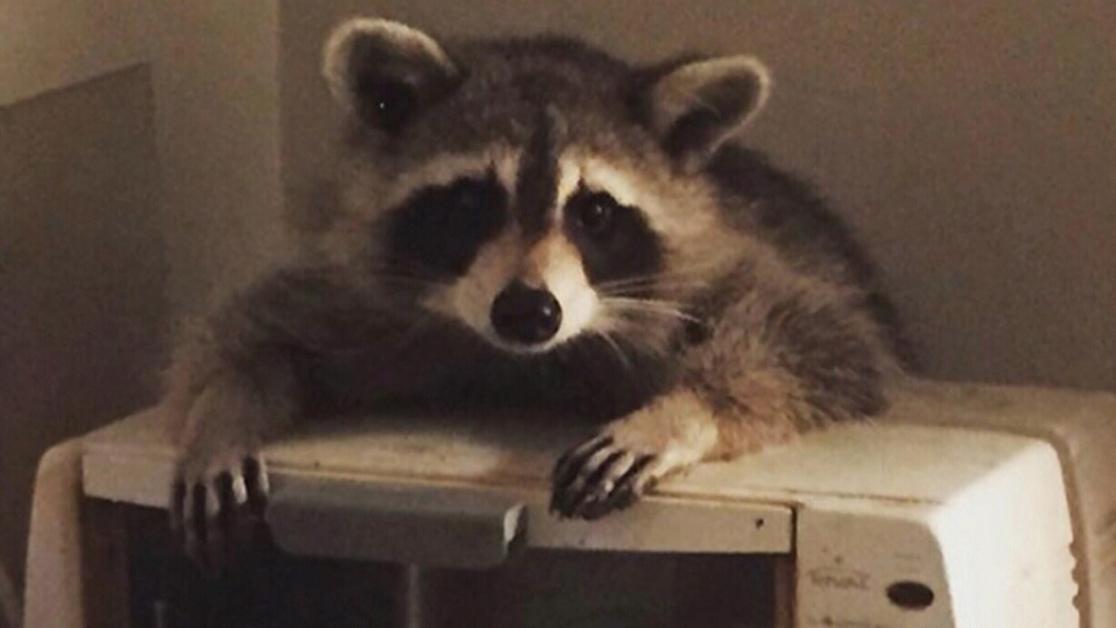 Raccoons break into Toronto woman's kitchen 