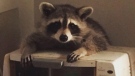 Jenny Serwylo shared this photo of a raccoon that broke into her home in the middle of the night. 