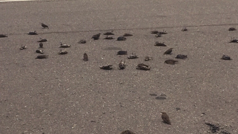 Birds dead in Tsawwassen 