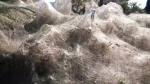 In this frame grab taken from video on Sept. 18, 2018, a view of spider webs over bushes, in Aitoliko, Greece.  (Giannis Giannakopoulos via AP)