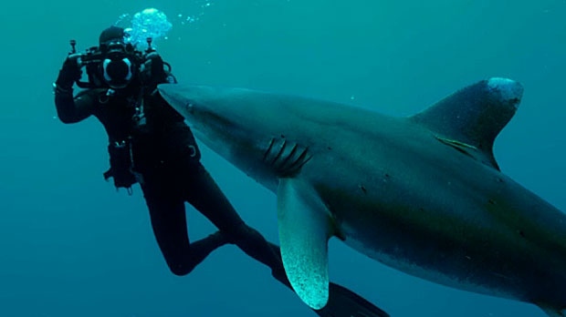 Rob Stewart, Sharkwater Extinction