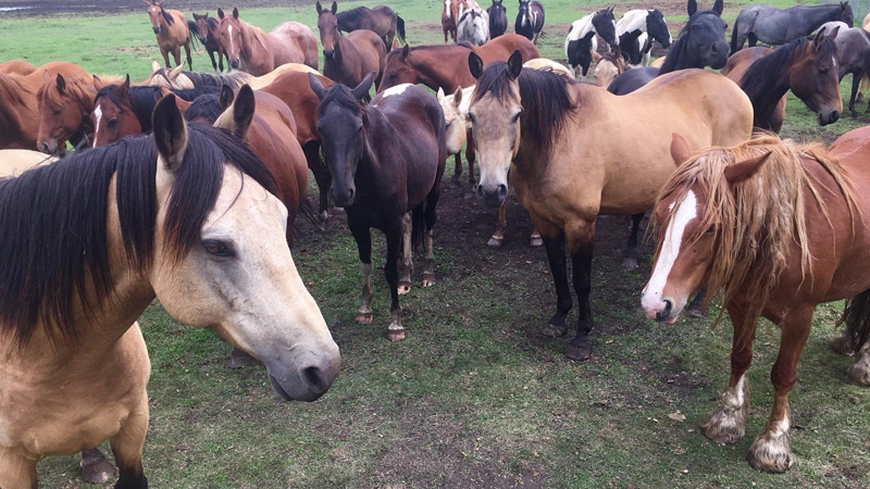 Adorado Nino Horse Rescue & Sanctuary 