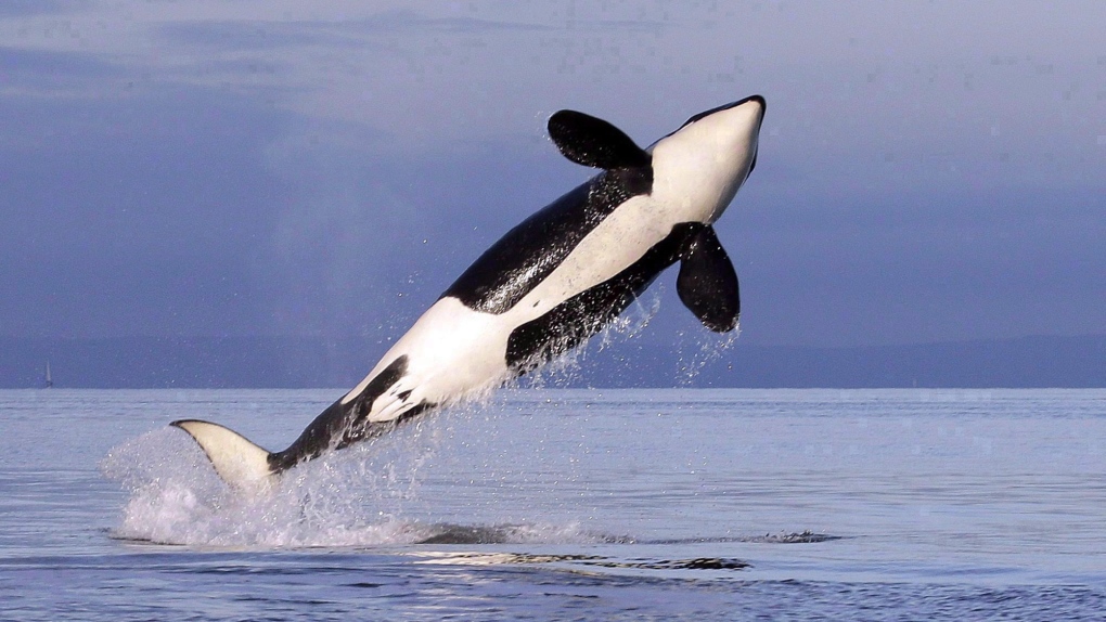 Orca