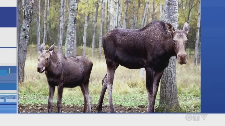 MNRF reminder for moose hunters 