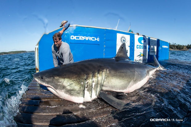 Researchers tag third great white shark during Nova Scotia expedition