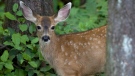 File photo of a deer. (THE CANADIAN PRESS / Jonathan Hayward)
