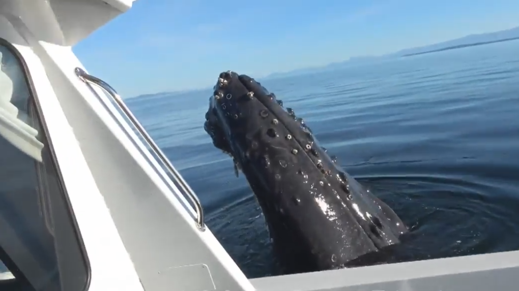 Humpback whale headbutt